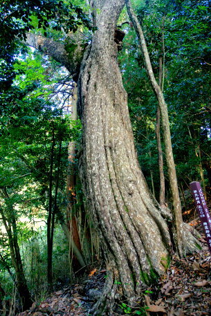 六柱神社のカゴノキ