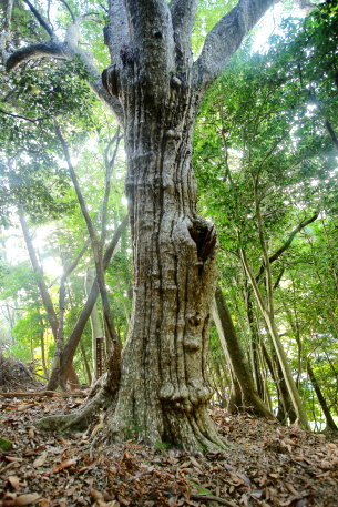 六柱神社のカゴノキ