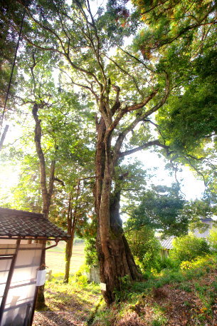 高倉神社のシラカシ