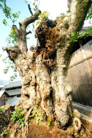 天満宮のタブノキ