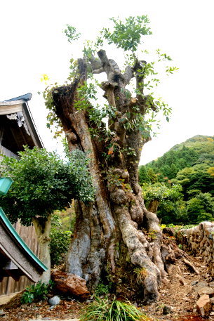 天満宮のタブノキ