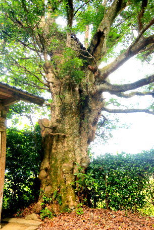 天久神社のタブノキ