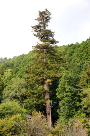 金峰神社のモミ