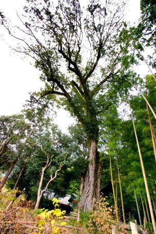 南八田のツクバネガシ