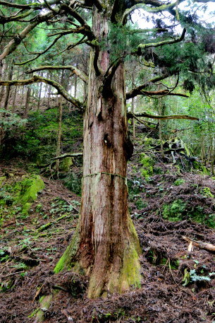胎金寺山口の天狗杉