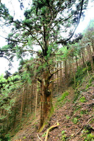 胎金寺山口の天狗杉