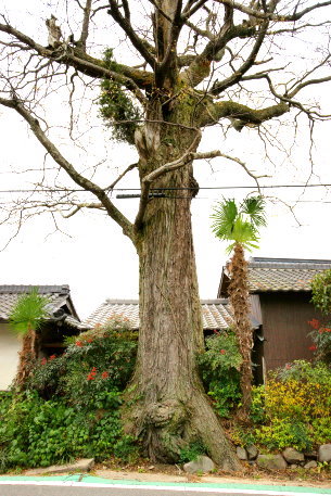 原田邸のセンダン