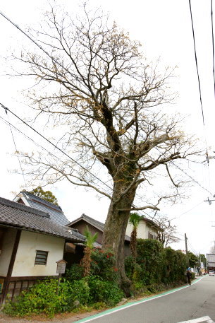 原田邸のセンダン