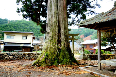 大内神社の大杉