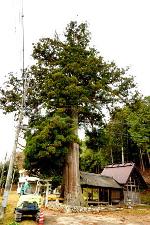大内神社の大杉