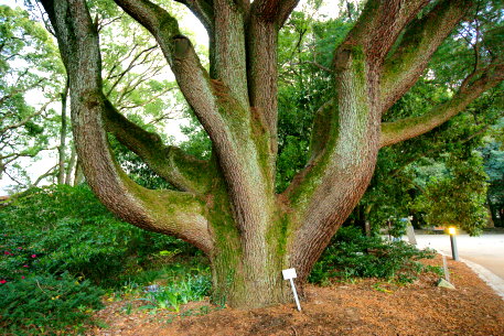 京都府立植物園のﾋﾏﾗﾔｽｷﾞ