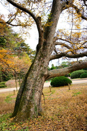京都府立植物園のアキニレ