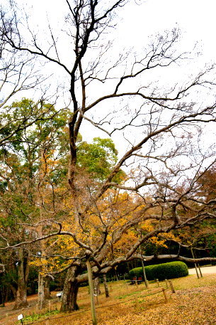 京都府立植物園のアキニレ