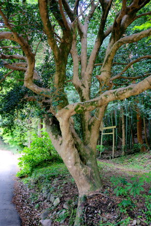 高瀬家のサザンカ