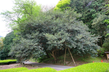 高瀬家のサザンカ