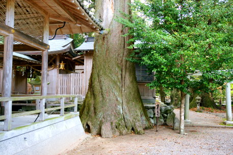 水屋神社のスギ