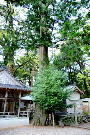 水屋神社のスギ