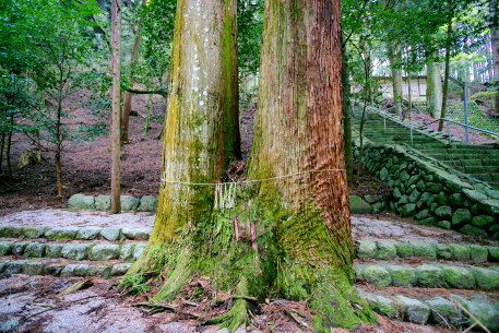 蘭神社の夫婦杉
