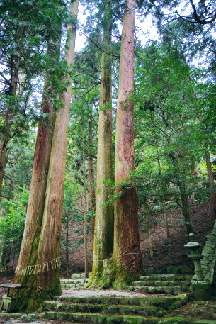 蘭神社の夫婦杉
