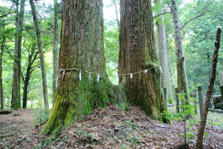 八柱神社のスギ　No1