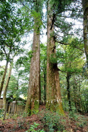 八柱神社のスギ　No1