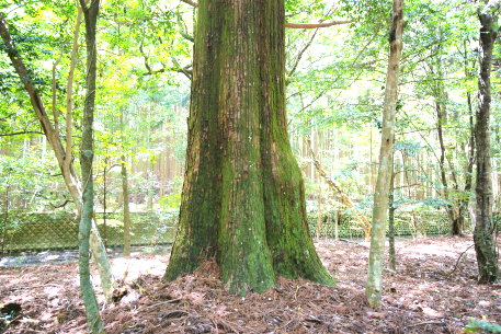 八柱神社のスギ　No2