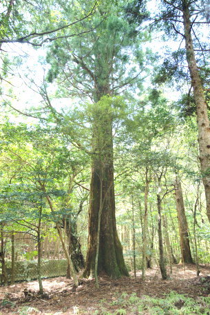 八柱神社のスギ　No2