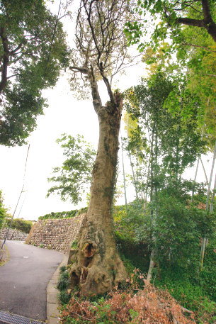 光月寺のクロガネモチ