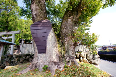 五ケ所神社のクスノキ