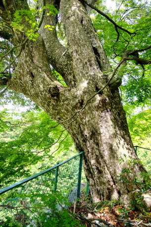 高徳寺のカゴノキ