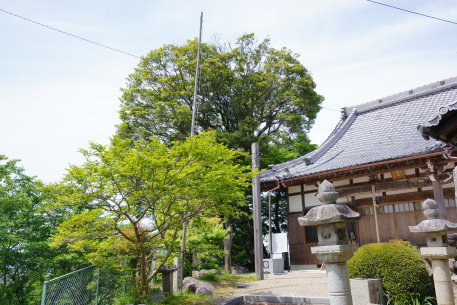 高徳寺のカゴノキ