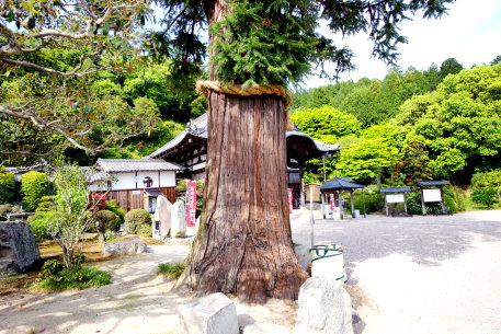 常福寺のコウヨウザン