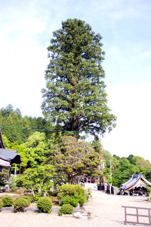 常福寺のコウヨウザン