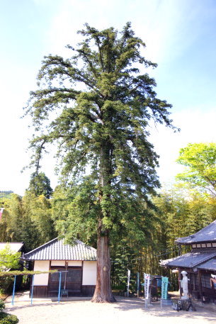 滝仙寺のコウヨウザン