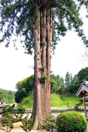 龍性院のコウヨウザン