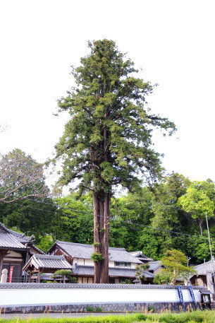 龍性院のコウヨウザン
