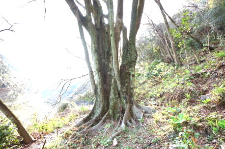 旧中央線跡のエノキ