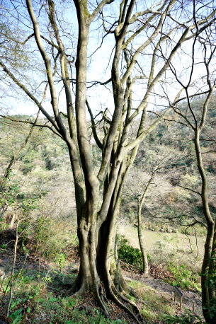 旧中央線跡のエノキ