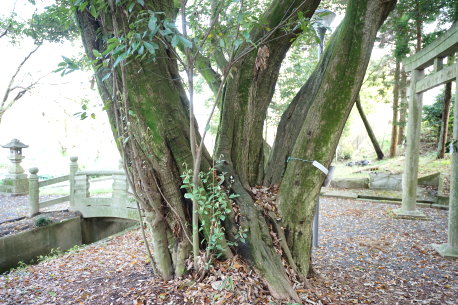 神屋八幡神社のアラカシ