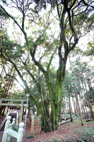 神屋八幡神社のアラカシ