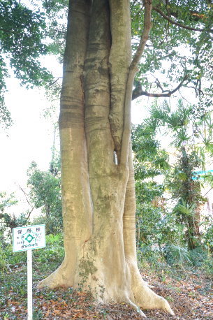 大手八幡神社のクロガネモチ