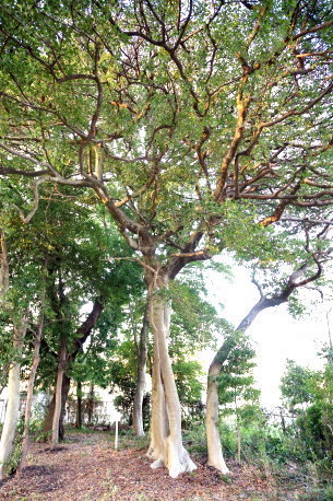 大手八幡神社のクロガネモチ