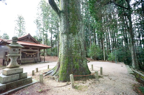 寺脇八幡神社の大杉