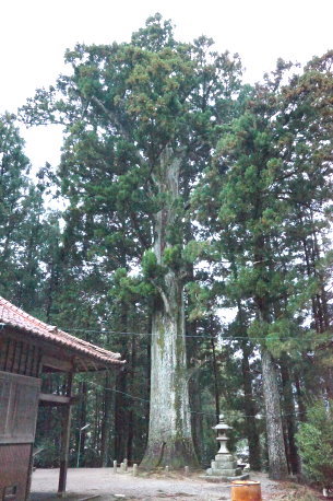 寺脇八幡神社の大杉