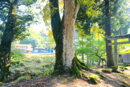 大成八幡神社のムクロジ