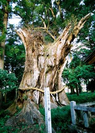 日吉神社の大樟
