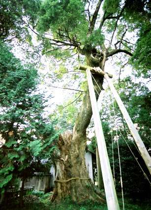 日吉神社の大樟