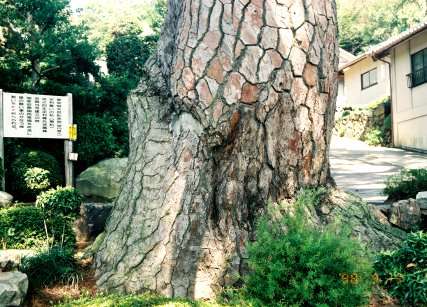 勝楽寺のクロマツ