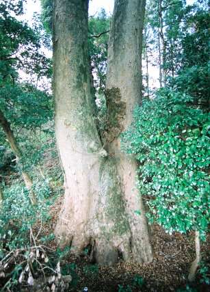 砥鹿神社のケヤキ