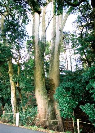 砥鹿神社のケヤキ